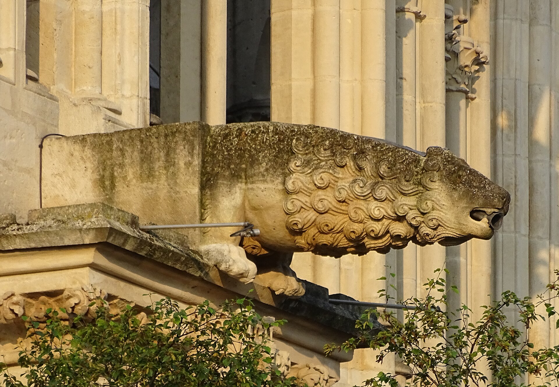 A lion-shaped gargoyle projecting from Reims Cathedral, its body carved as a long stone beam with an open water channel running along the back.
